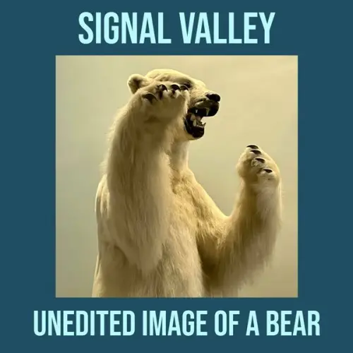 Signal Valley - Unedited Image Of A Bear (2023)